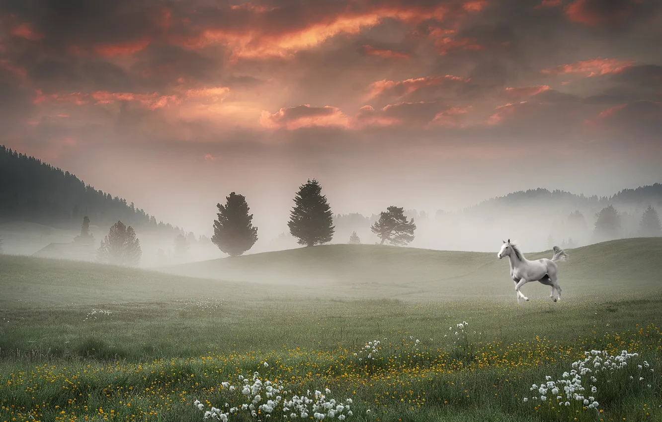 Photo wallpaper field, landscape, fog, horse, horse, morning, morning, wildflowers