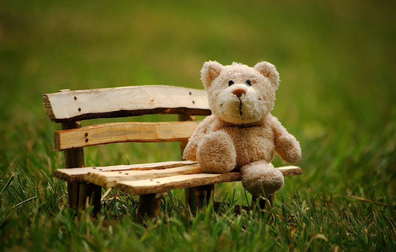 Photo wallpaper bench, glade, toy, bear, bear, bear, plush, Teddy