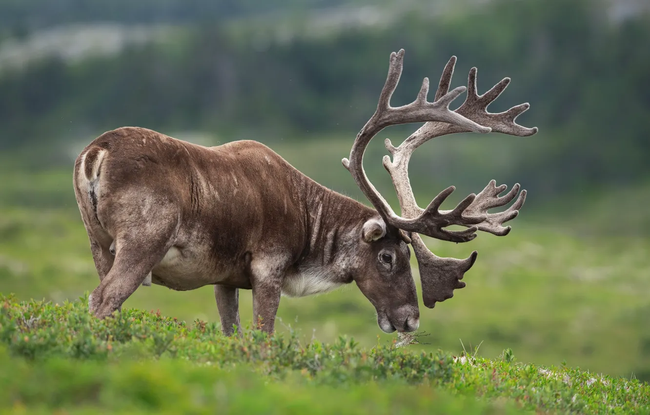 Photo wallpaper field, forest, grass, nature, pose, deer, pasture, meadow