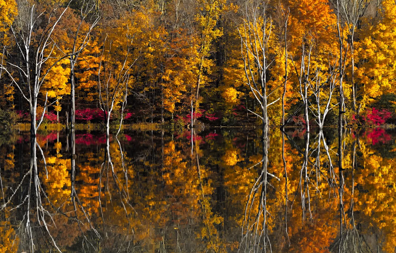 Photo wallpaper autumn, trees, lake, reflection
