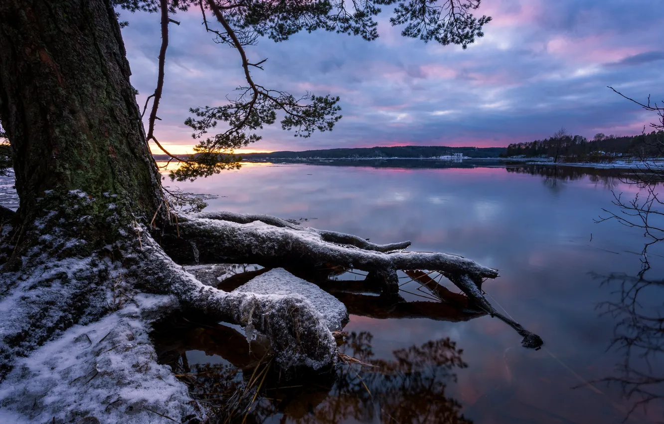 Photo wallpaper snow, roots, lake, tree, calm, winter is coming, winter is coming