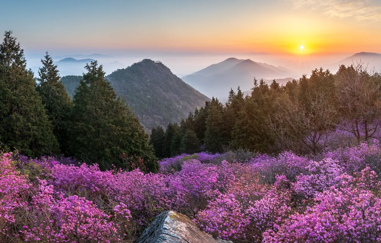 Photo wallpaper sunset, flowers, mountains, nature