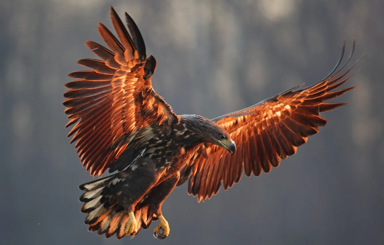 Photo wallpaper bird, wings, predator, eagle, the scope