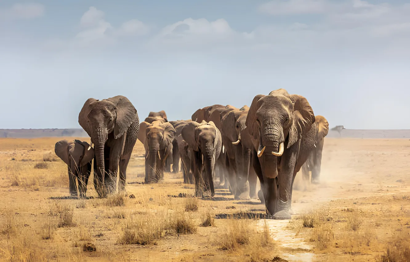 Photo wallpaper elephant, dust, the herd