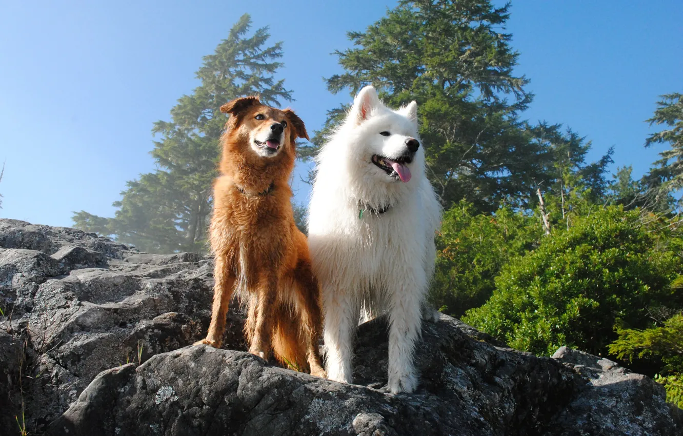 Photo wallpaper look, pose, dog, face, Samoyed