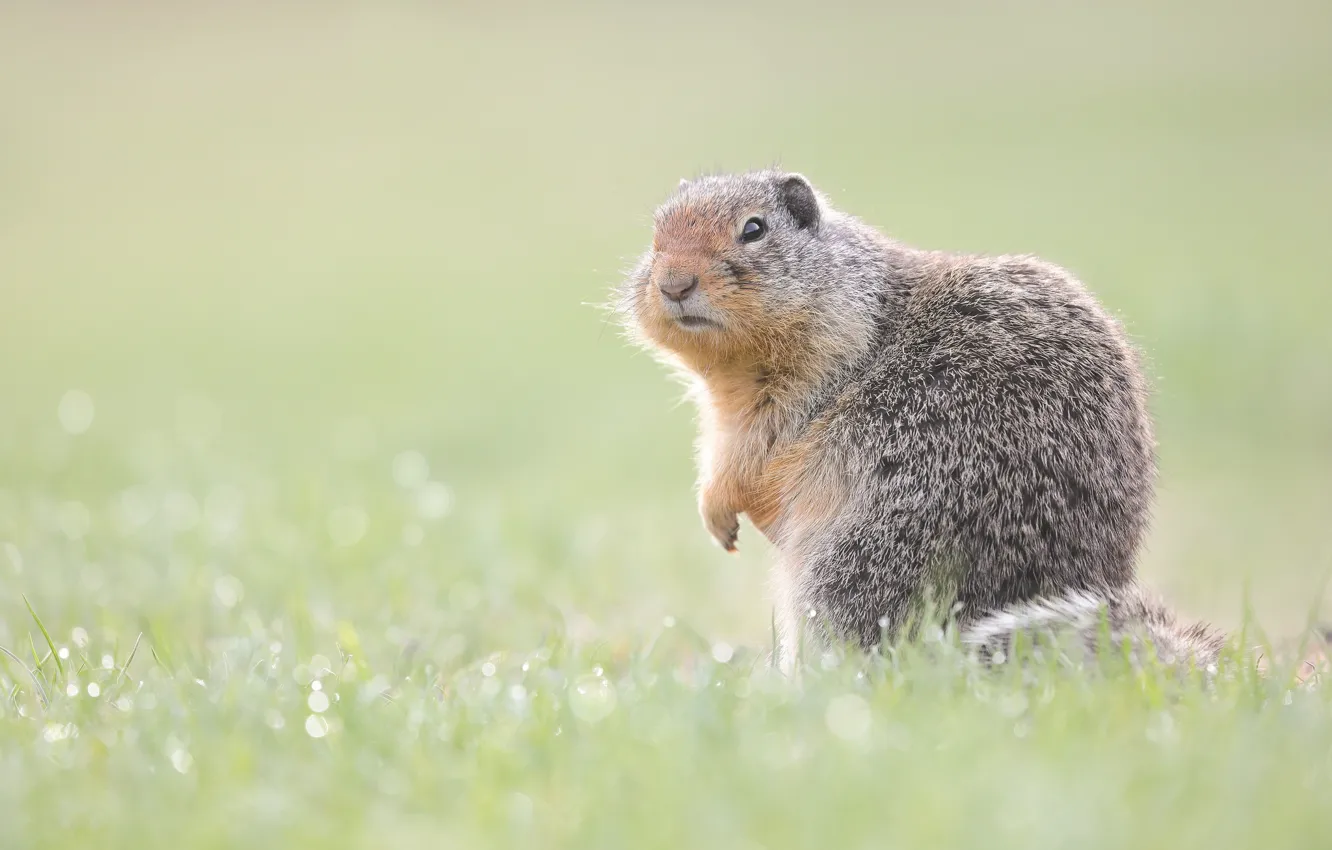 Photo wallpaper field, summer, grass, look, pose, background, glade, meadow