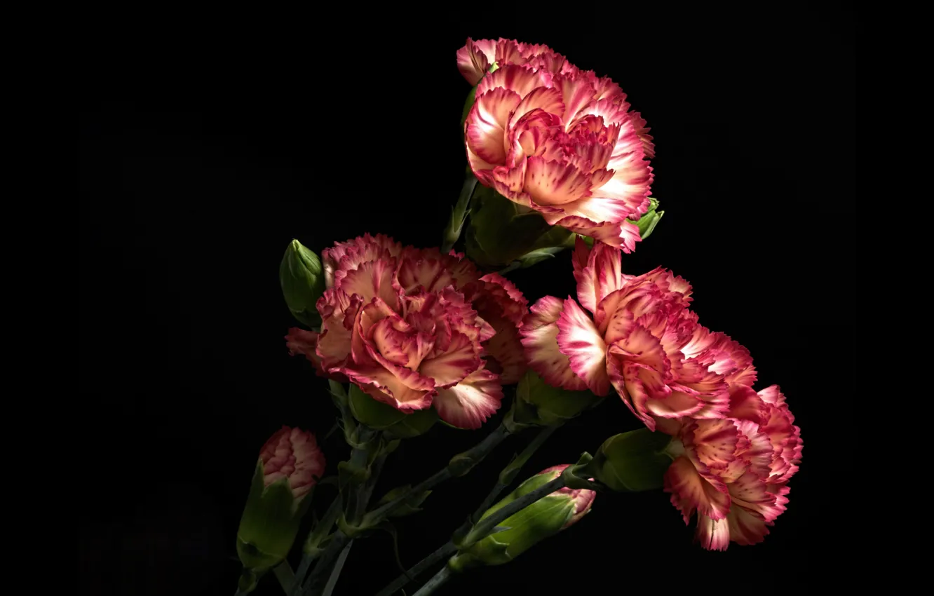 Photo wallpaper flowers, the dark background, clove