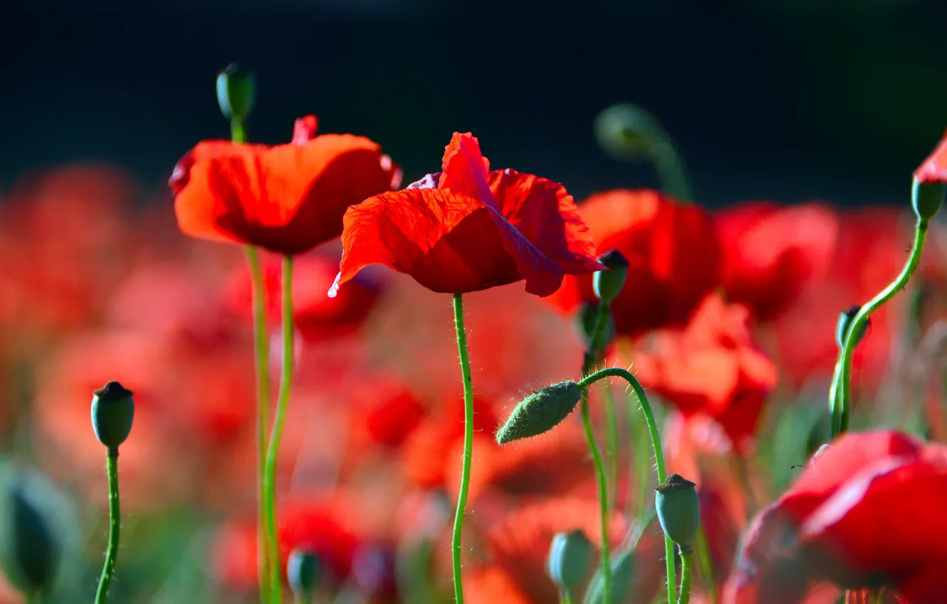 Photo wallpaper summer, light, flowers, red, the dark background, Maki, bokeh, poppy field
