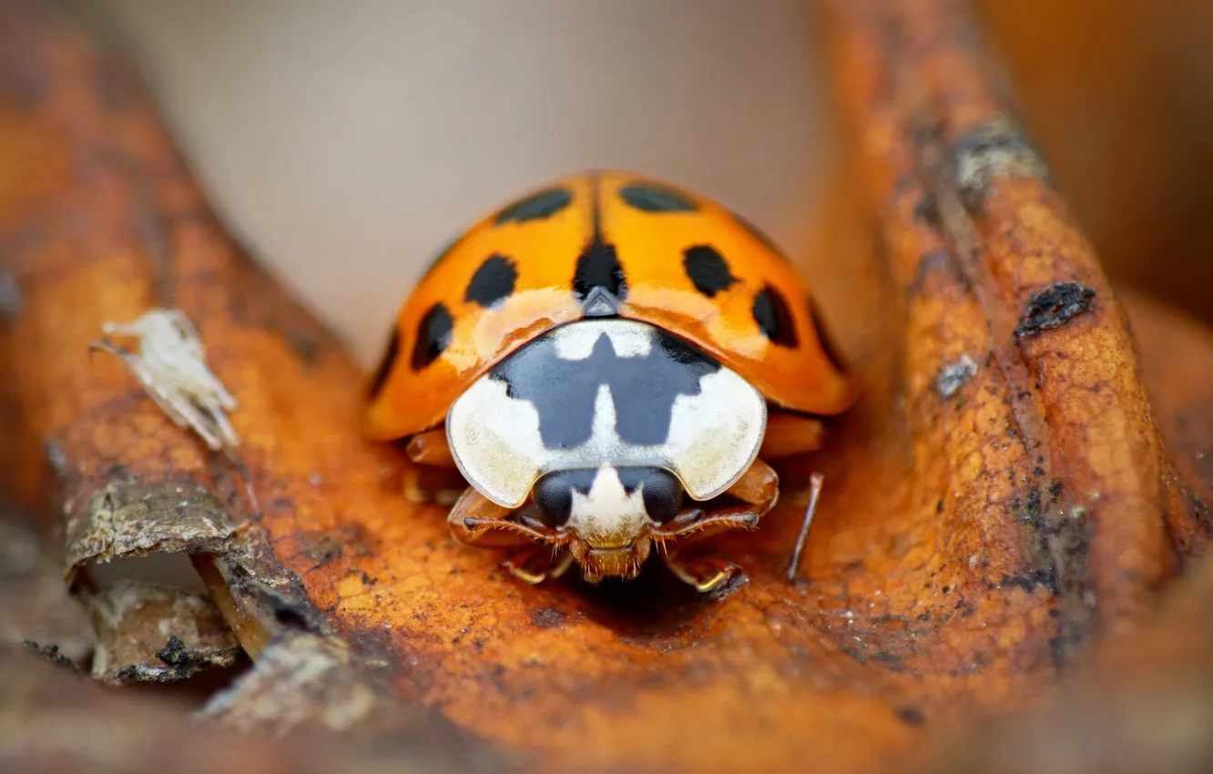 Photo wallpaper ladybug, beetle, insect