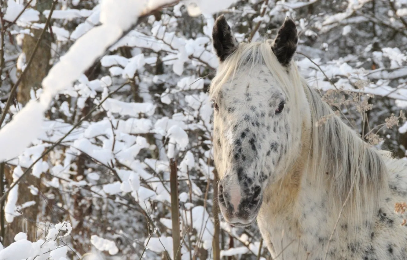 Photo wallpaper Appaloosa, animal, horse, Native American, nose pierces