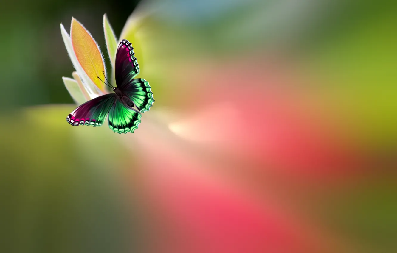 Photo wallpaper flower, butterfly, paint, beautiful, bright, motley, Josep Sumalla