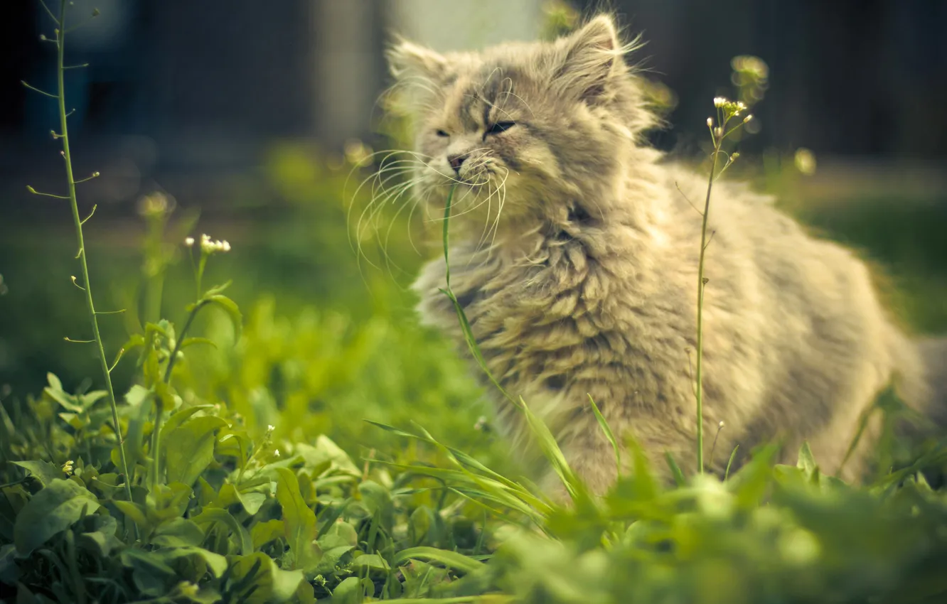 Photo wallpaper greens, grass, green, grey, background, wool, fluff, kitty