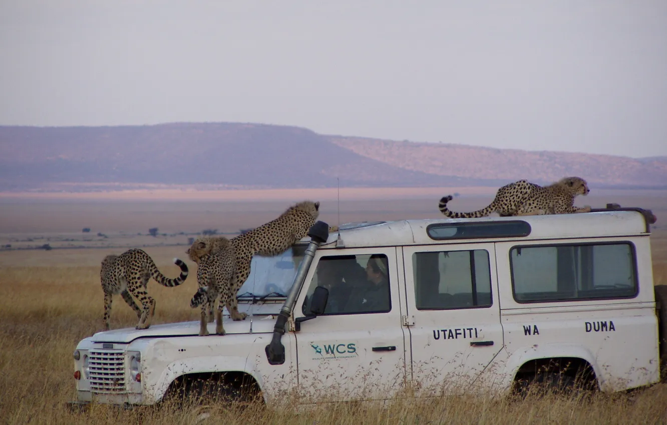 Photo wallpaper jeep, Cheetah, attack, car
