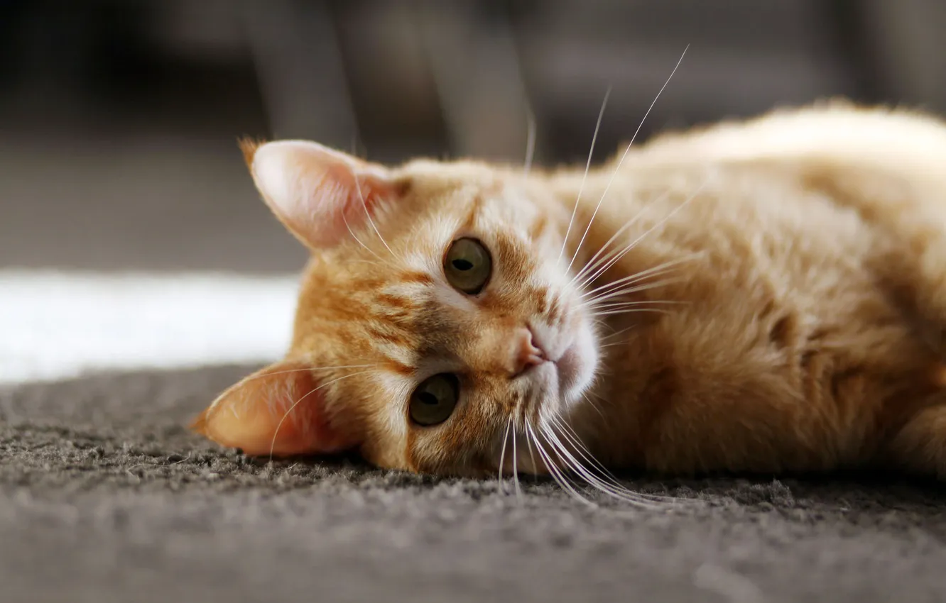 Photo wallpaper cat, mustache, red