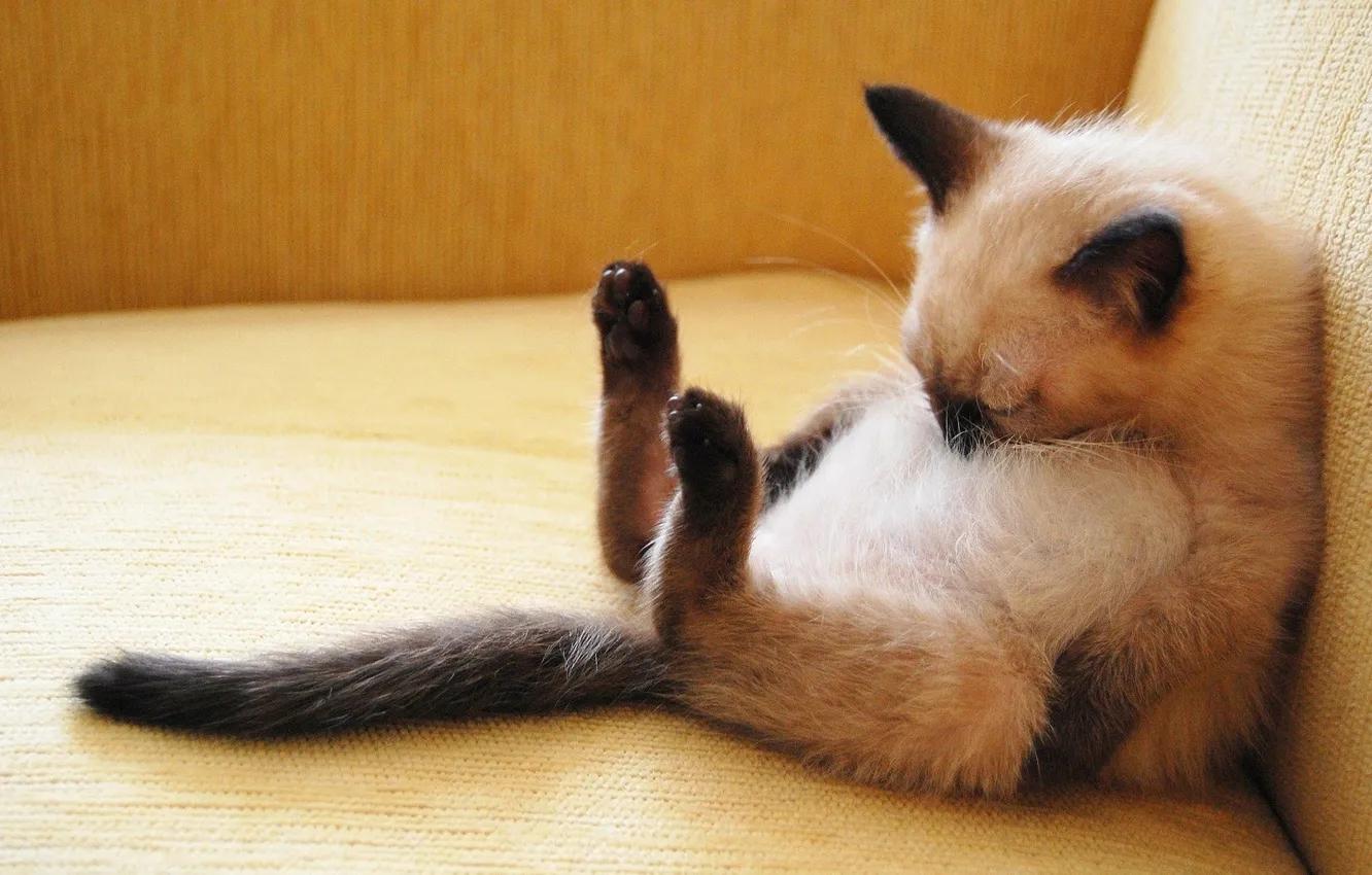 Photo wallpaper pose, sleeping, Siamese kitten