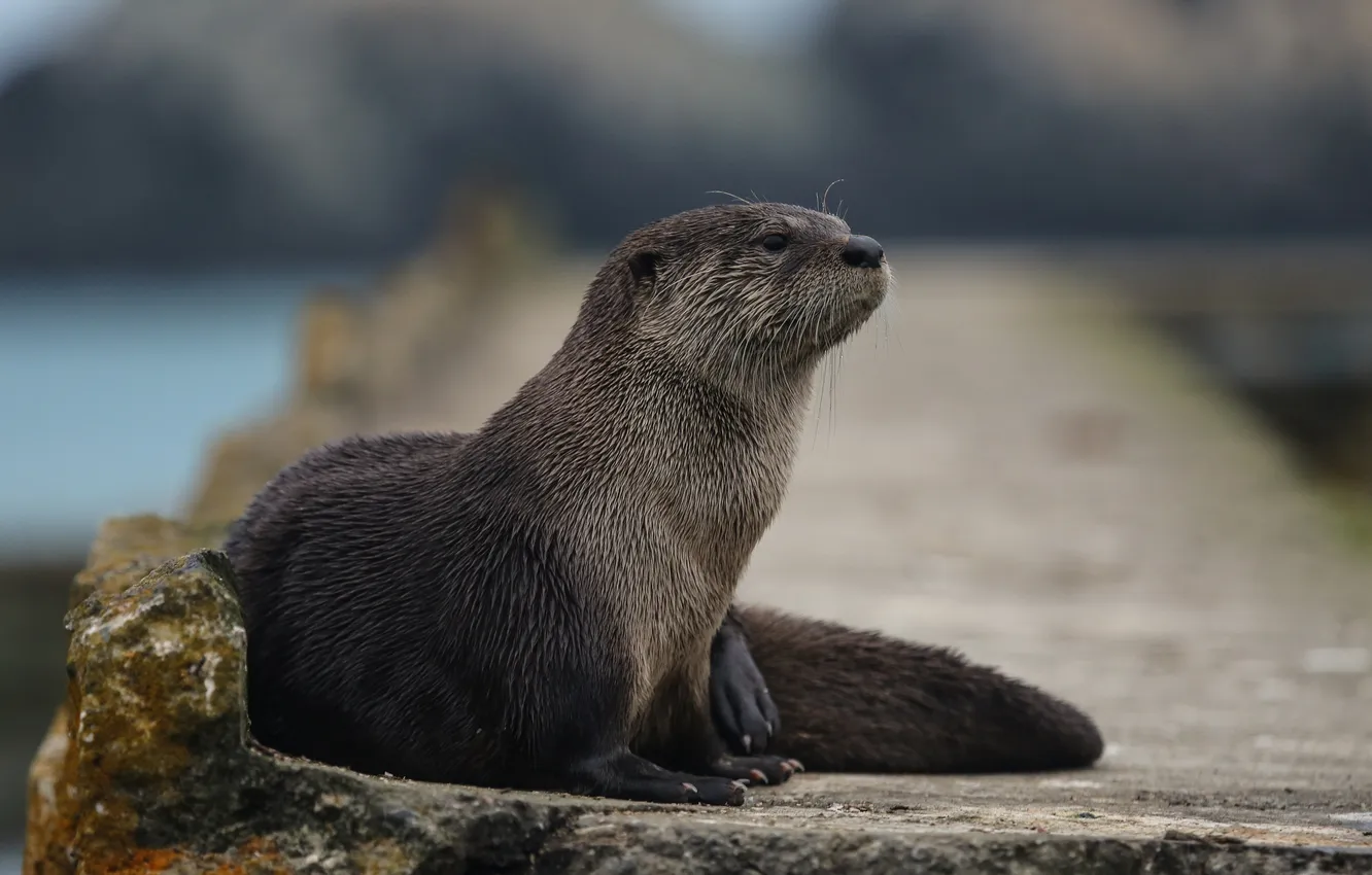 Photo wallpaper grey, paws, muzzle, lies, otter