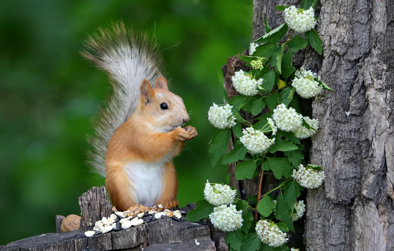 Photo wallpaper leaves, flowers, nature, pose, stump, protein, white, nuts