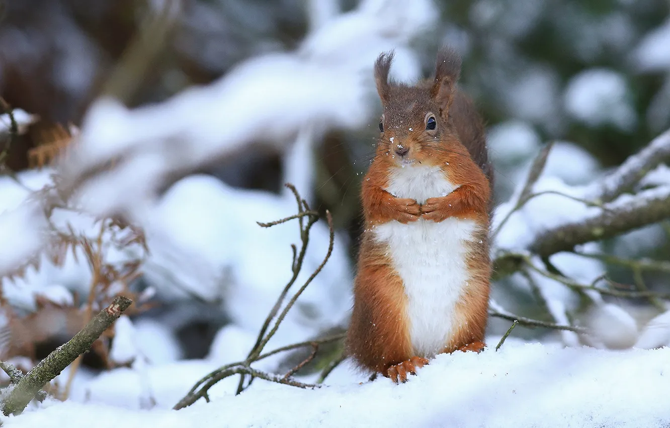 Photo wallpaper winter, snow, branches, protein, red, stand, rodent