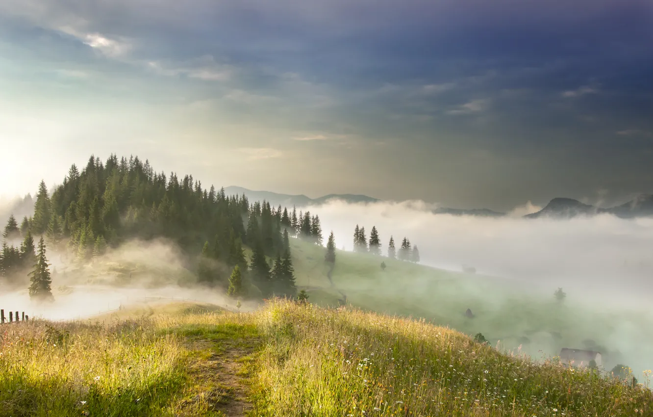 Photo wallpaper forest, the sun, fog, hills, dervla
