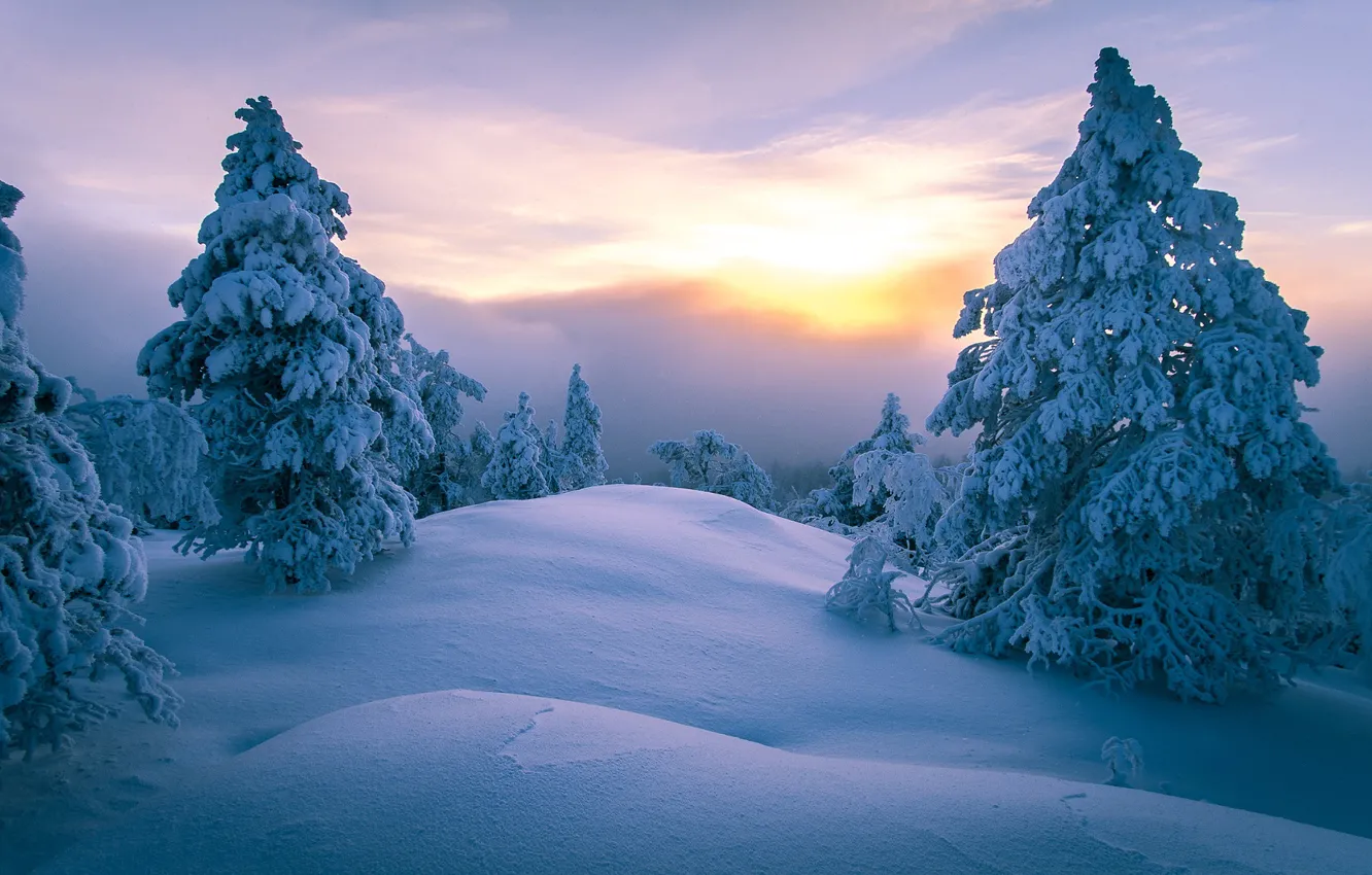 Photo wallpaper winter, forest, the sky, the sun, clouds, light, snow, trees