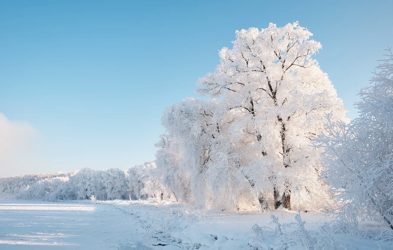 Photo wallpaper winter, frost, snow, trees, landscape, nature, Konstantin Leontiev
