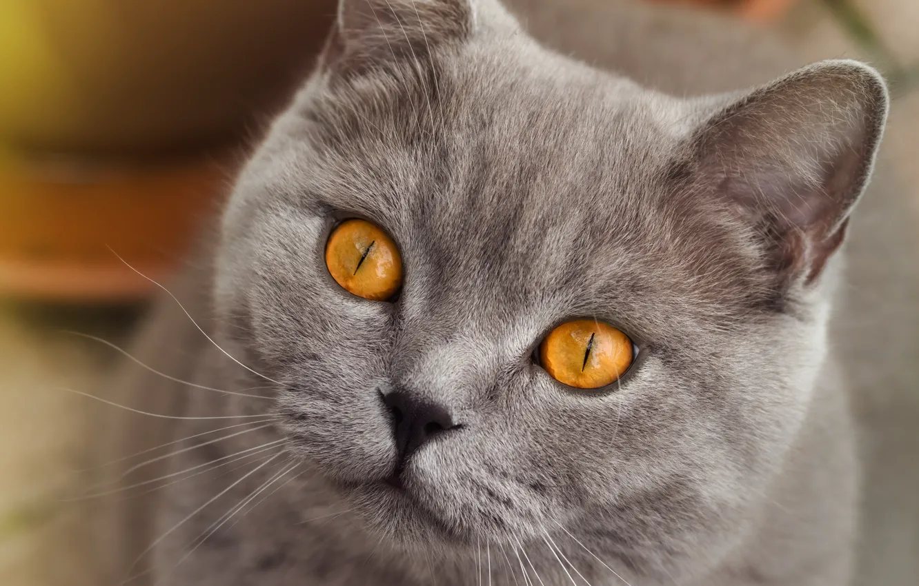 Photo wallpaper cat, cat, look, pose, grey, portrait, face, British