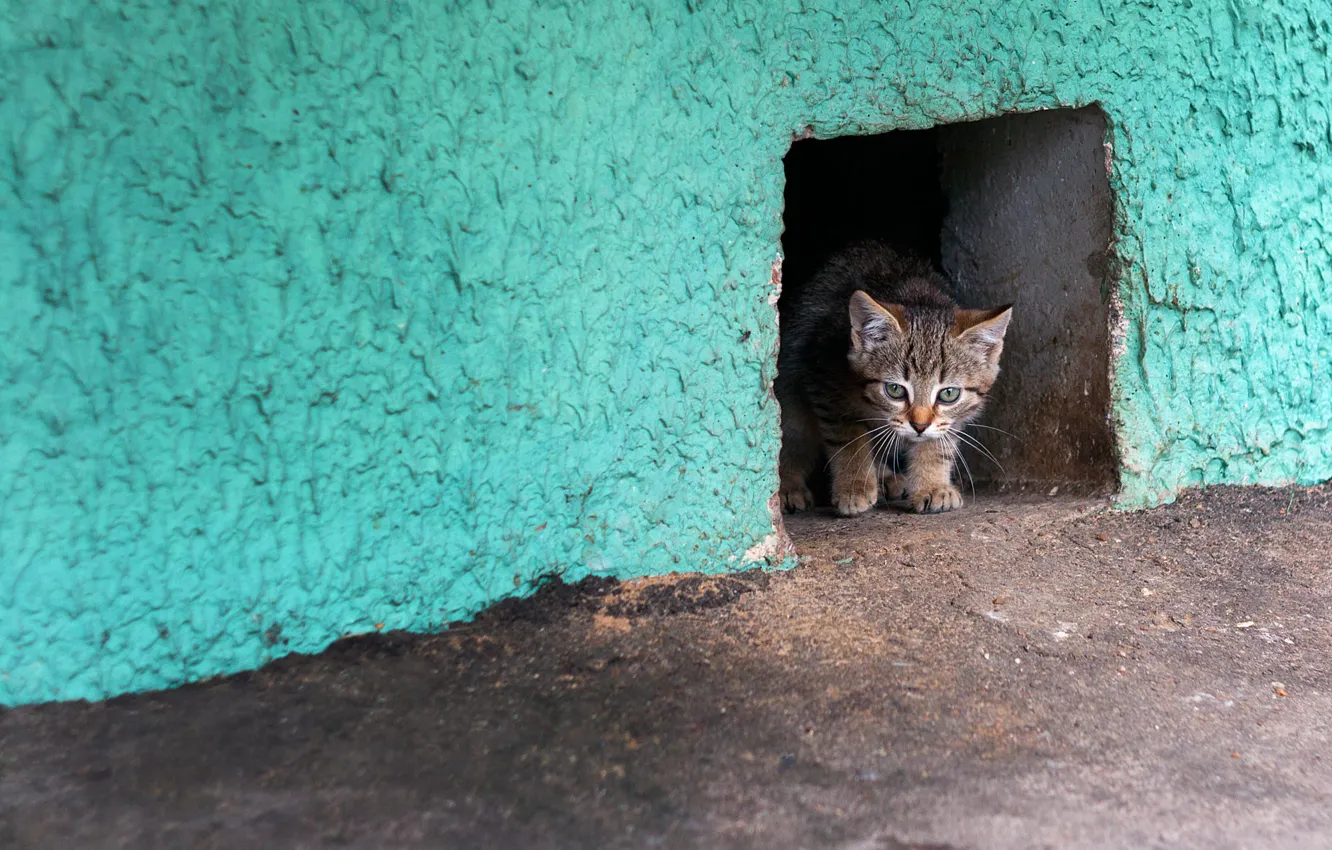 Photo wallpaper cat, wall, home, kitty, the basement, outlet