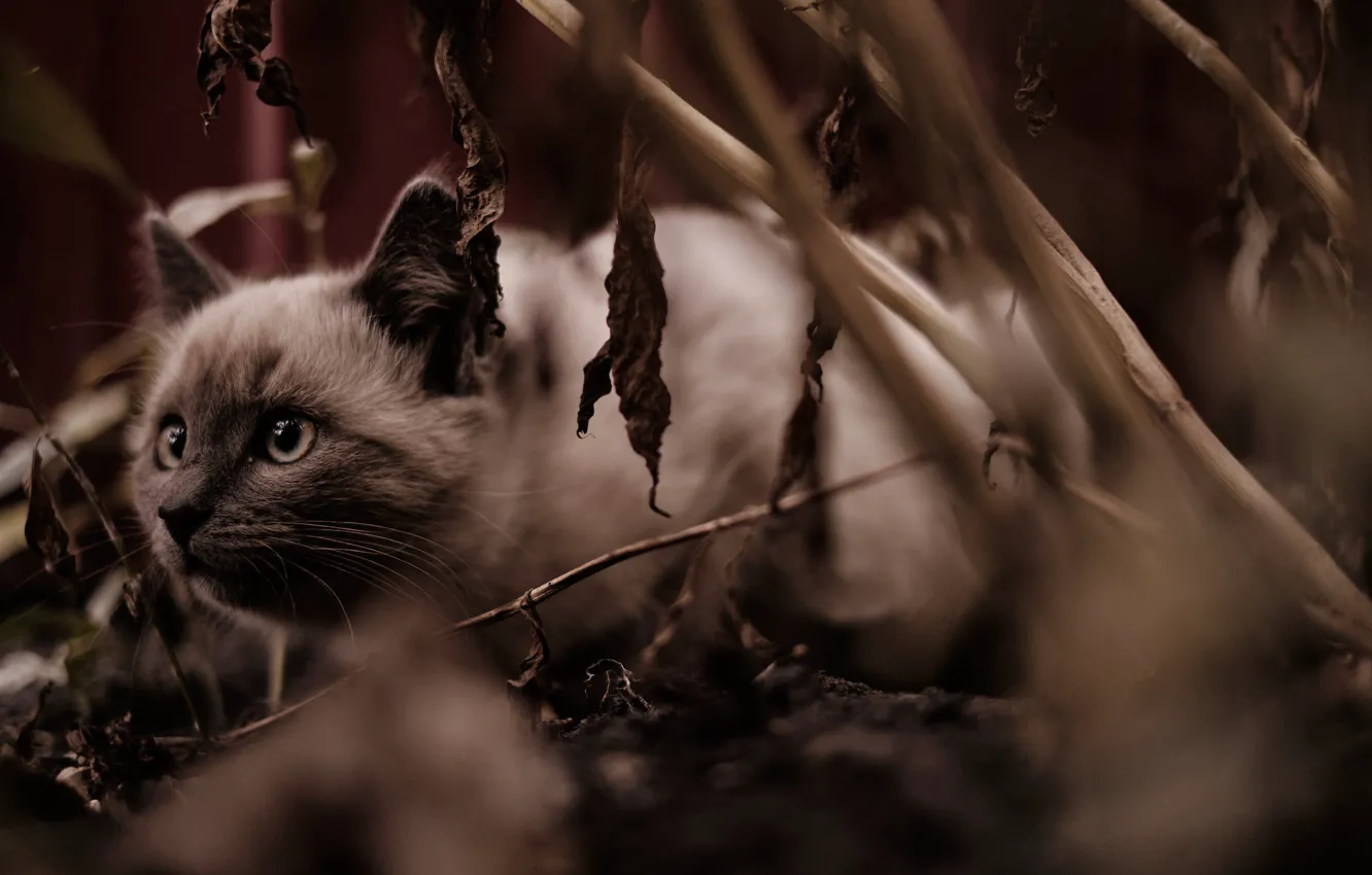 Photo wallpaper cat, hunting, beast