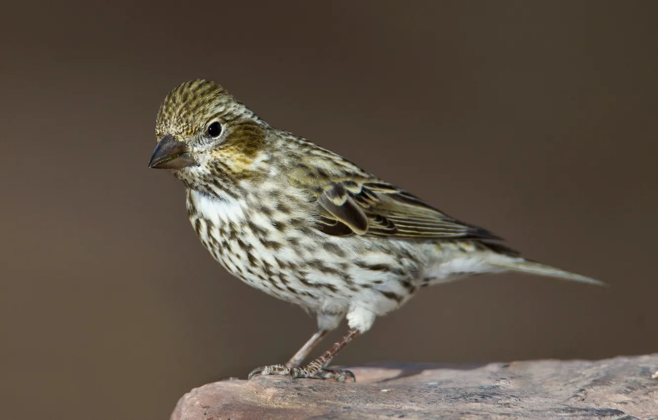 Photo wallpaper bird, tail, female, red lentils