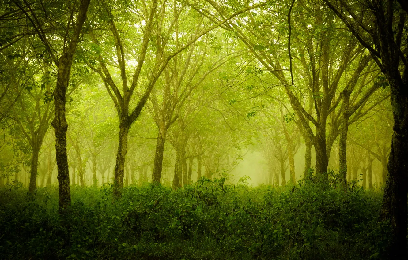 Photo wallpaper forest, summer, trees, nature