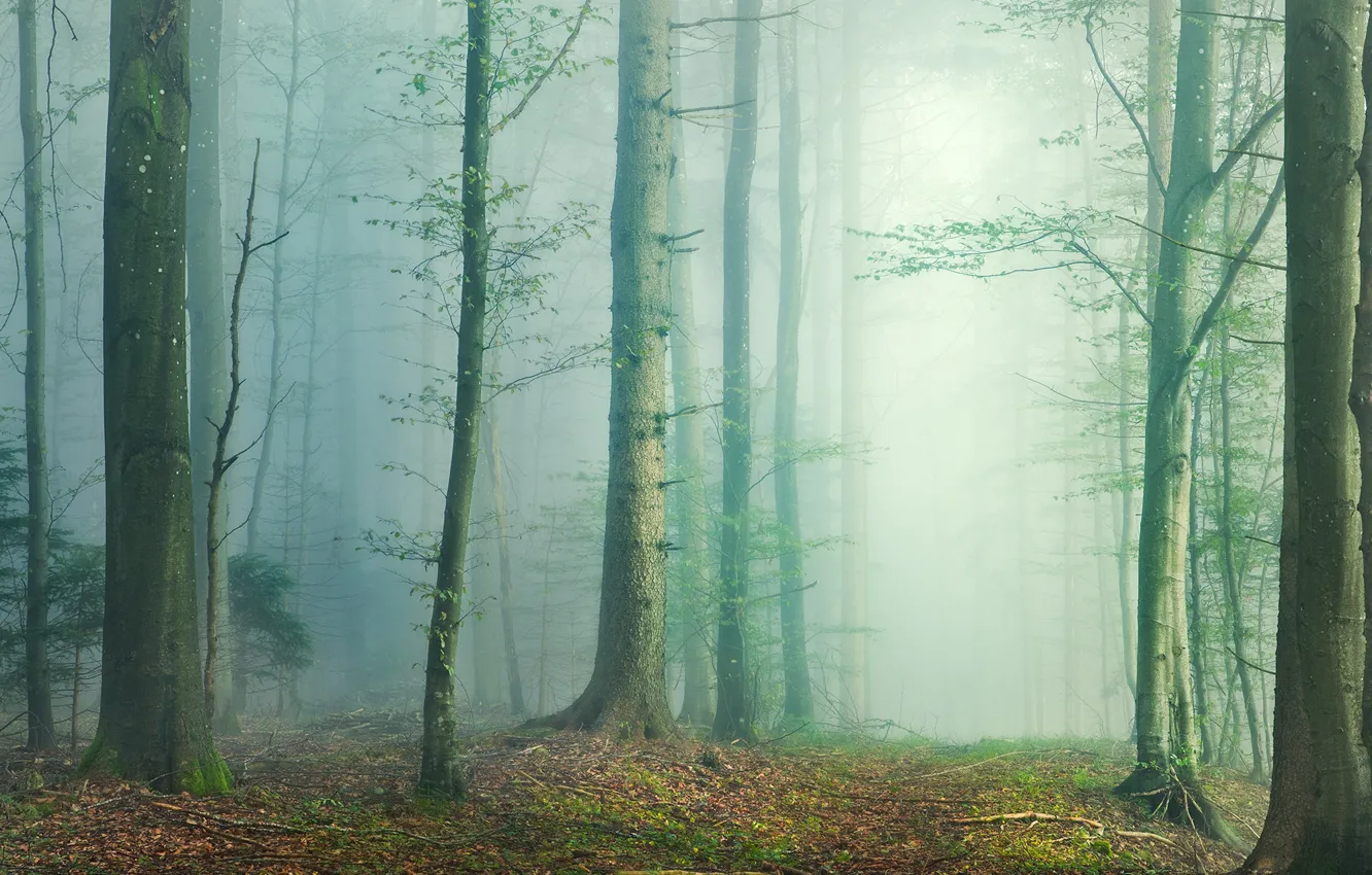 Photo wallpaper forest, trees, fog, photo