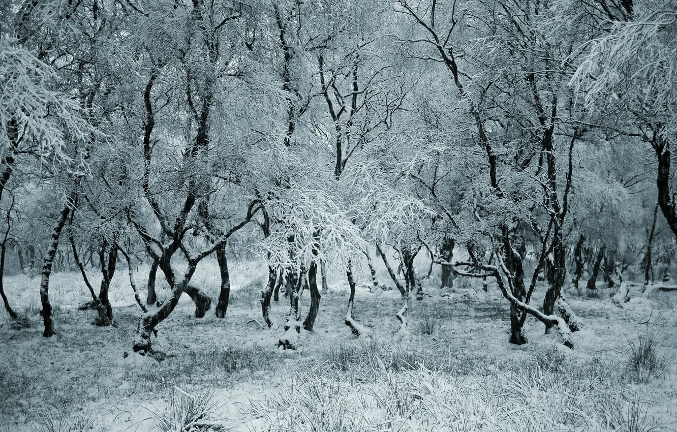Photo wallpaper winter, forest, snow, trees