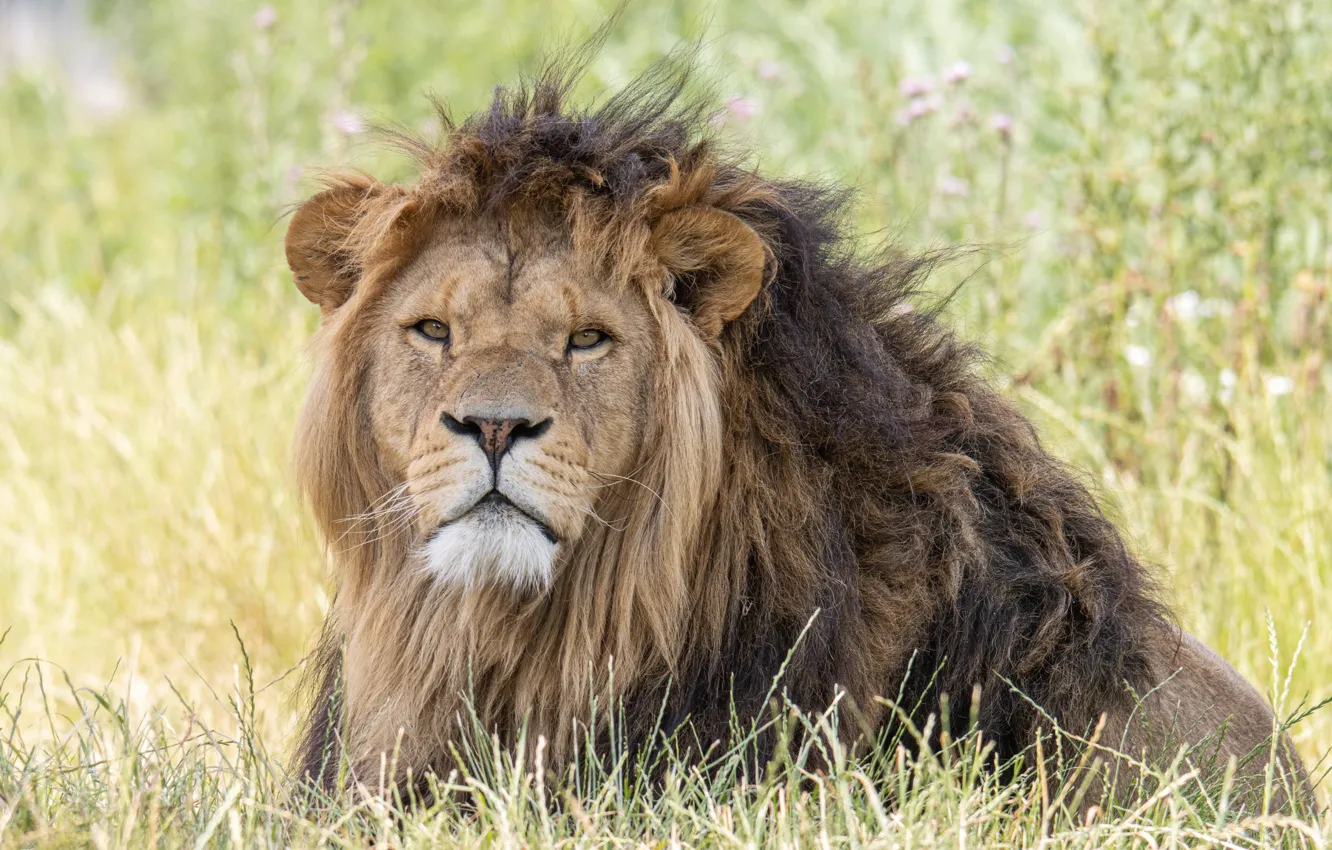Photo wallpaper grass, look, face, Leo, mane, the king of beasts, wild cat