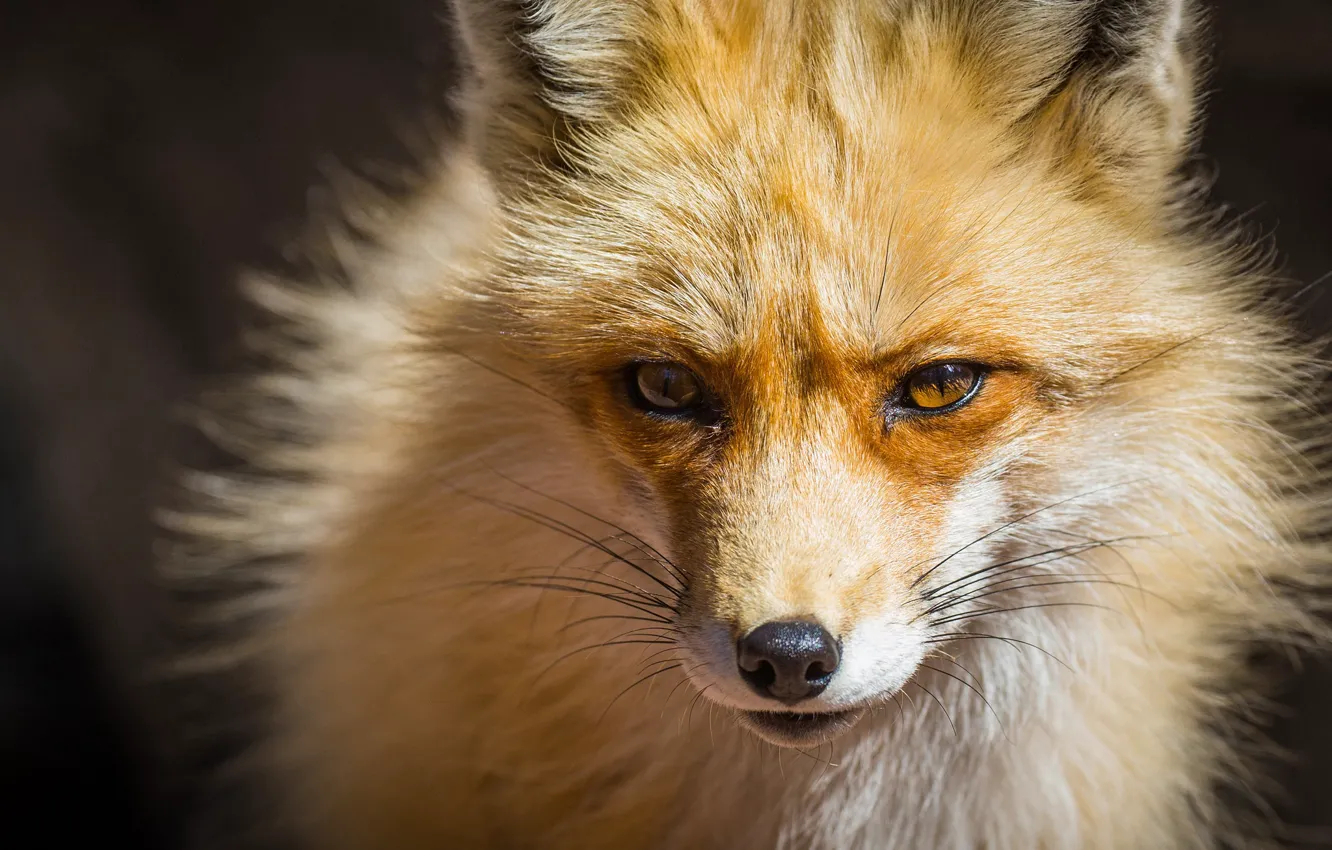 Photo wallpaper look, face, background, Fox, red