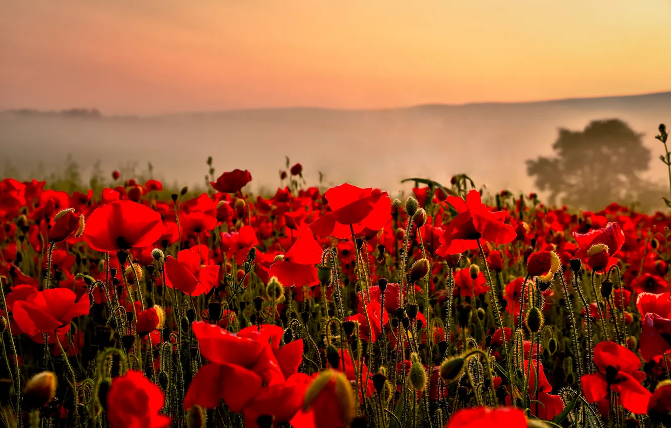 Photo wallpaper field, summer, landscape, flowers, red, nature, Maki, meadow