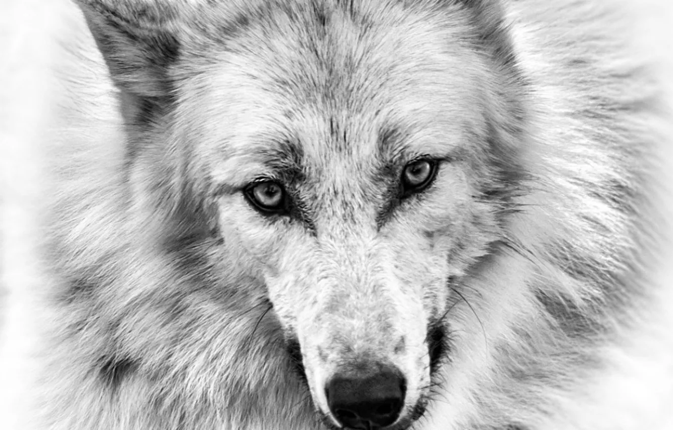 Photo wallpaper Predator, nature, animal, wolf, wildlife, portrait, portrait., Canis lupus. face