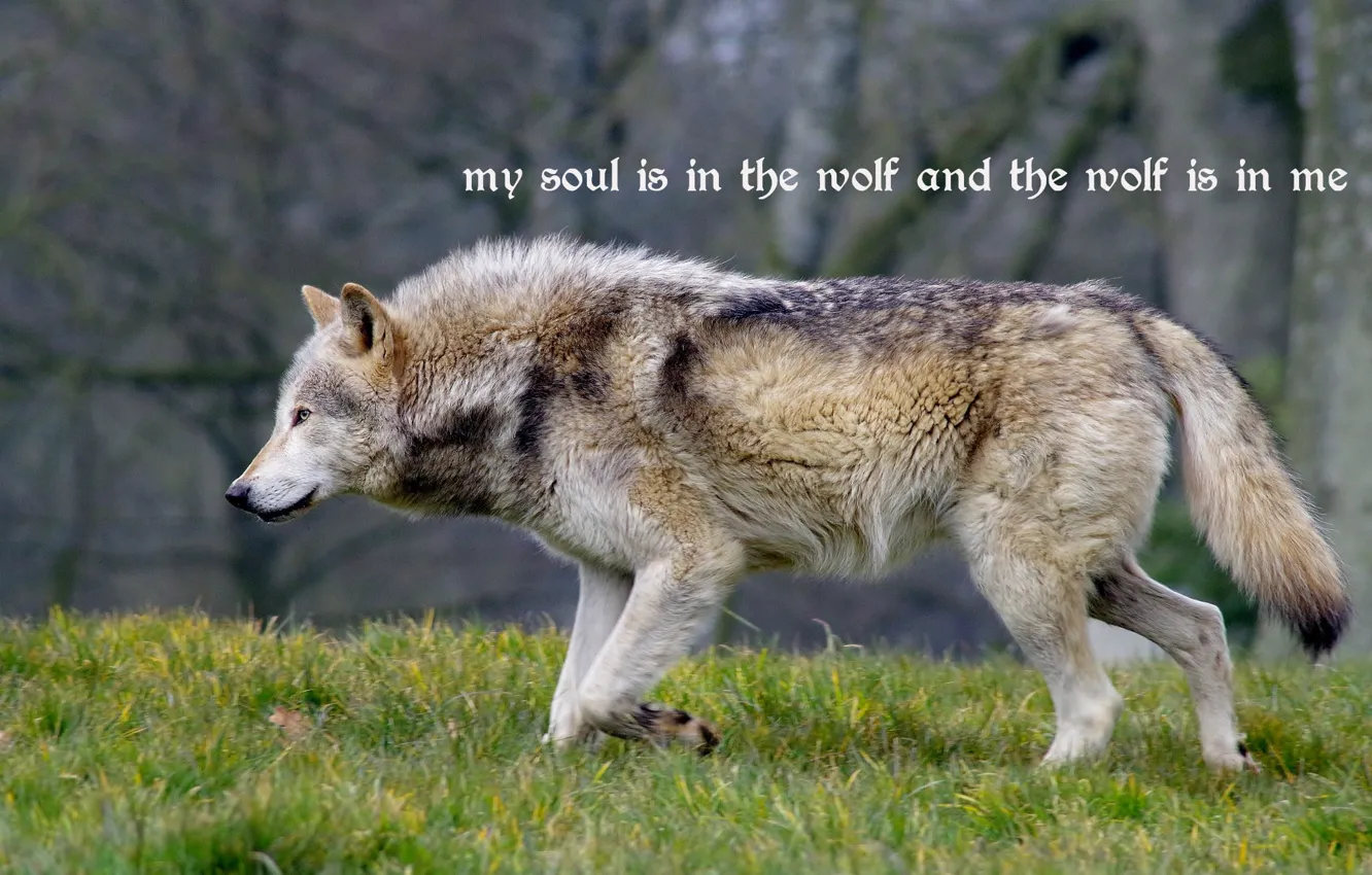 Photo wallpaper Predator, nature, animal, wolf, wildlife, quote, portrait., Canis lupus. face • wolf • portrait • …