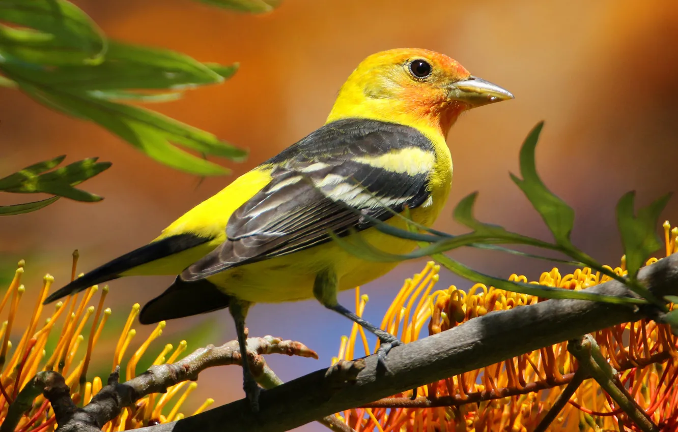 Photo wallpaper leaves, branches, bird, paint, feathers, beak