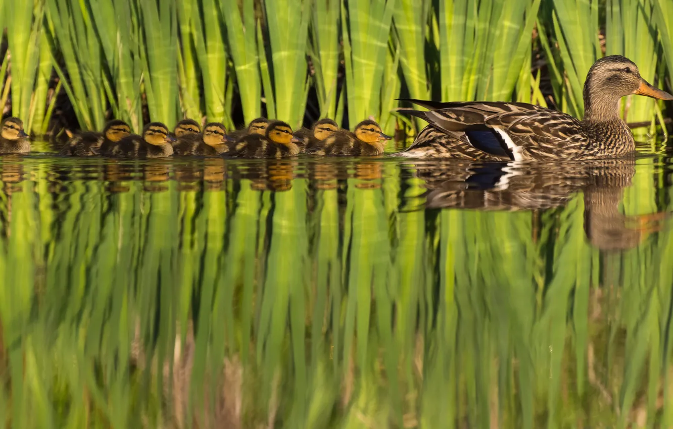 Photo wallpaper nature, bird, duck, duck