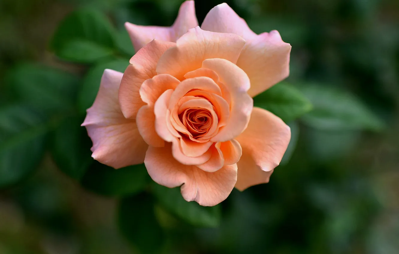 Photo wallpaper macro, roses, petals, buds