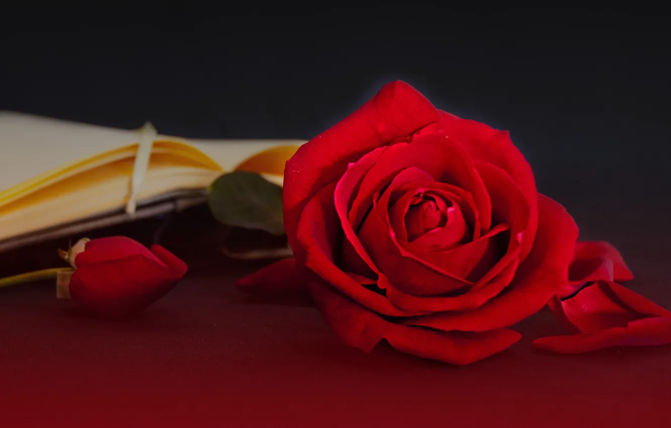 Photo wallpaper style, roses, petals, book, buds