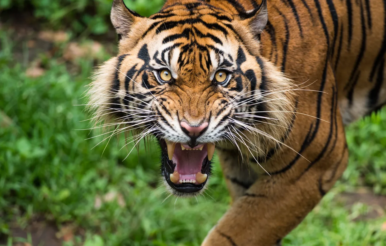 Photo wallpaper Tiger, looking, teeth, grunting