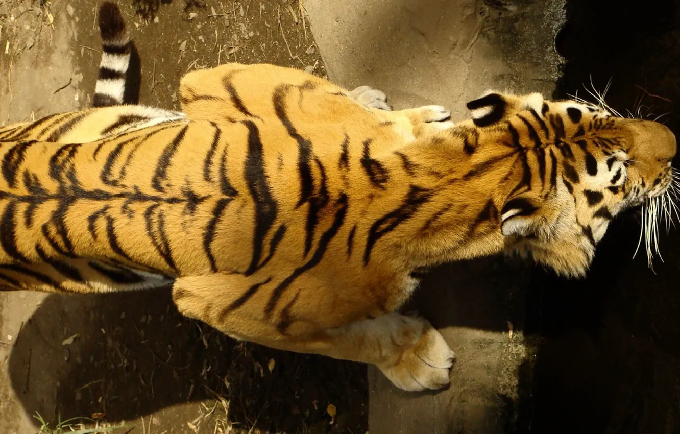 Photo wallpaper tiger, back, top