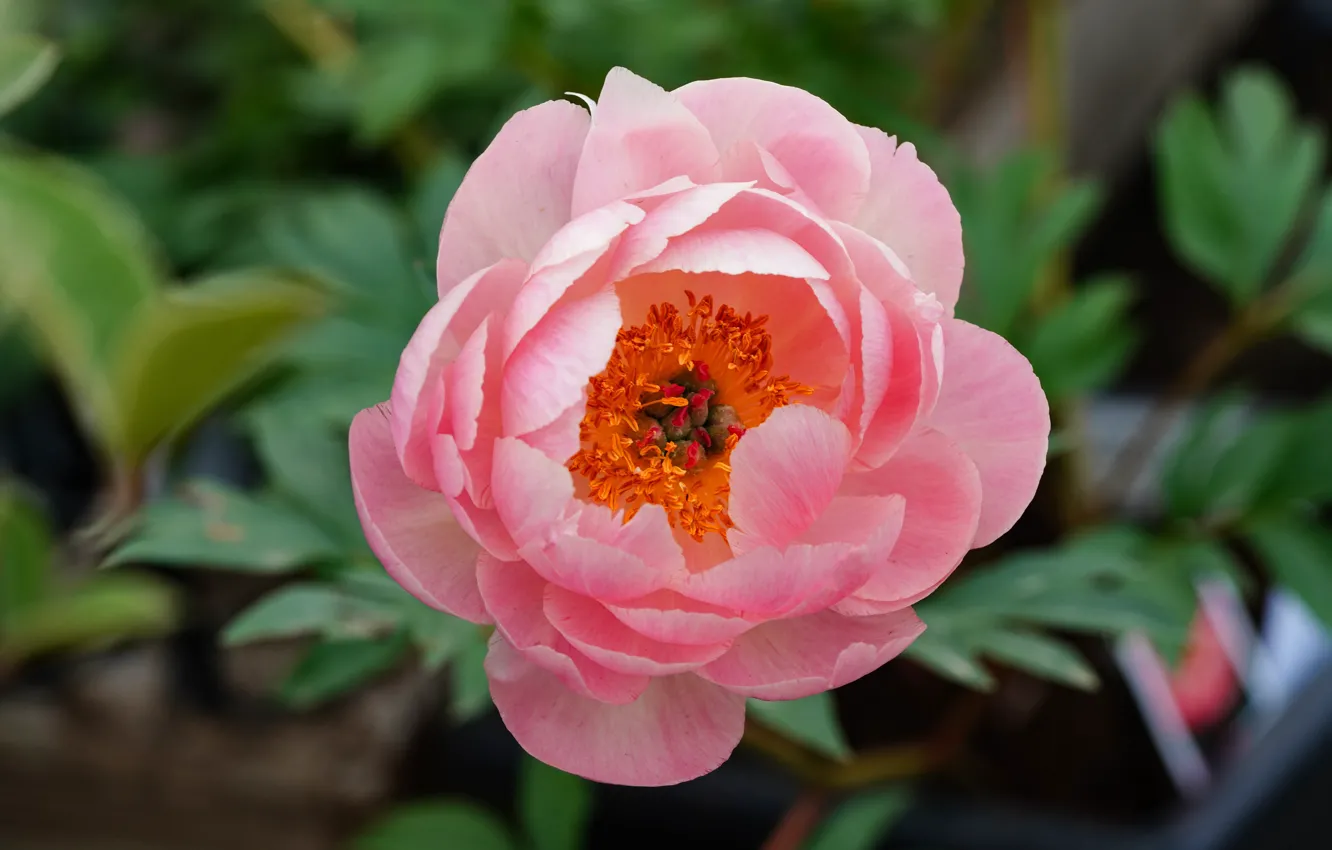 Photo wallpaper leaves, macro, flowers, pink, bokeh, peonies