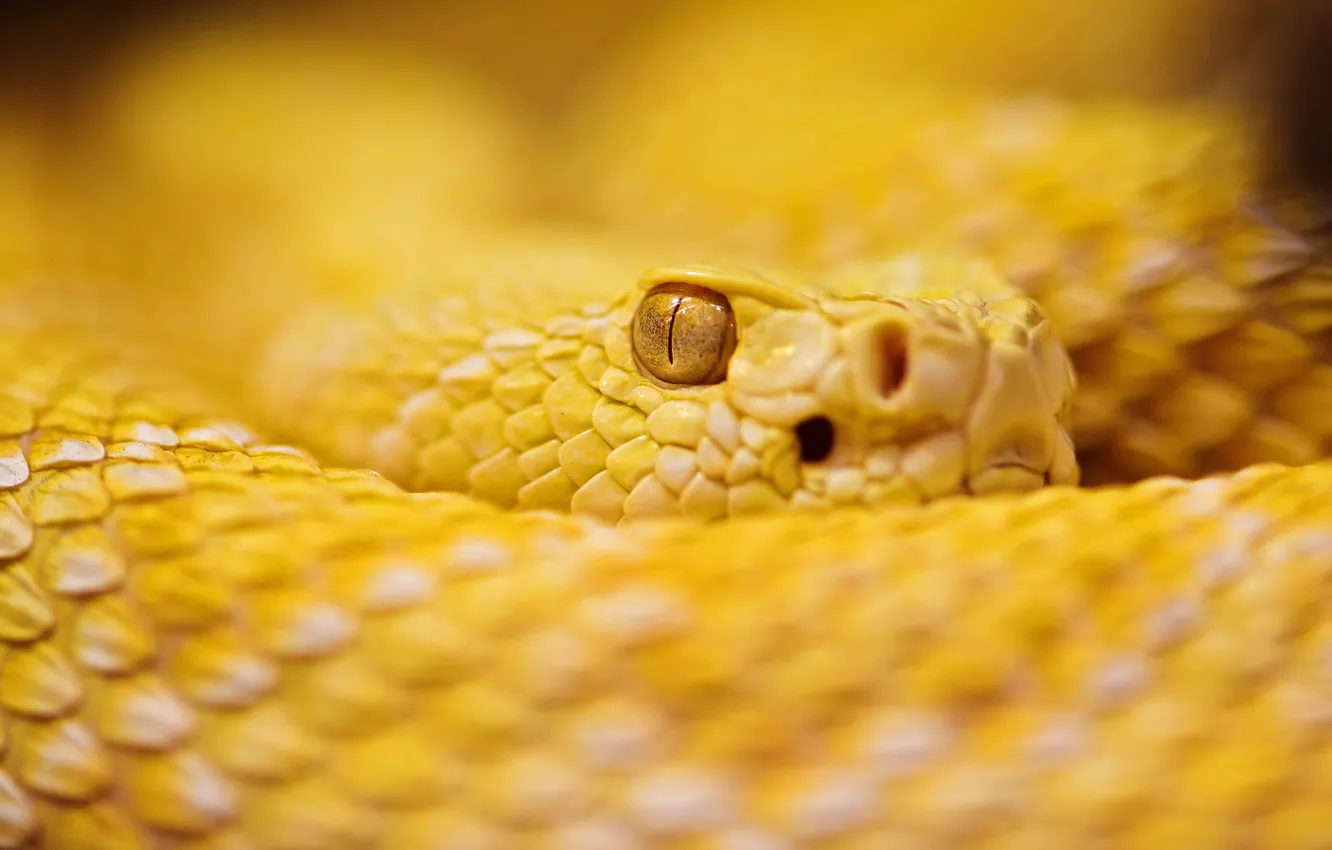 Photo wallpaper Snake, Albino, Rattle