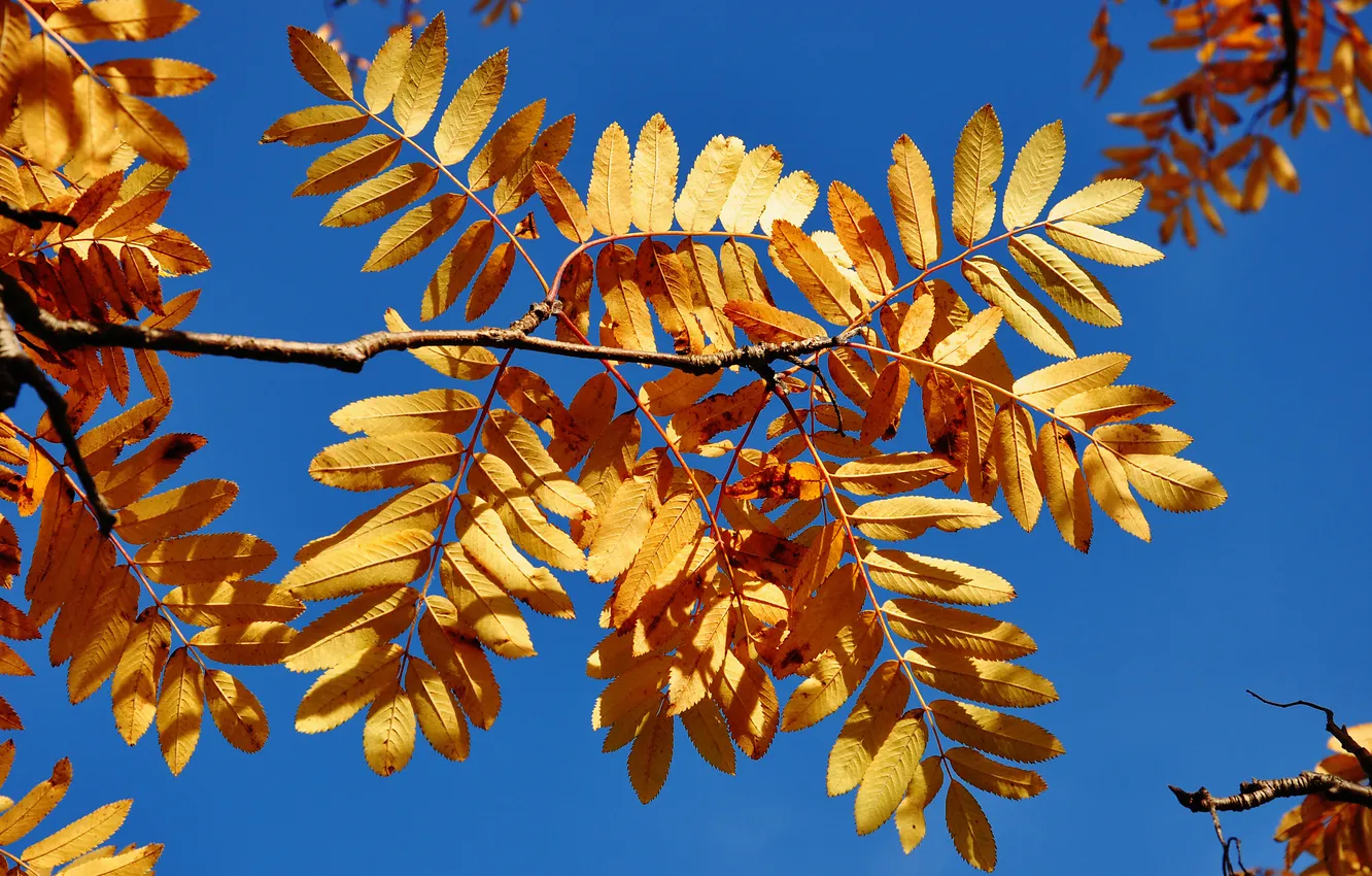 Photo wallpaper autumn, the sky, leaves, branches