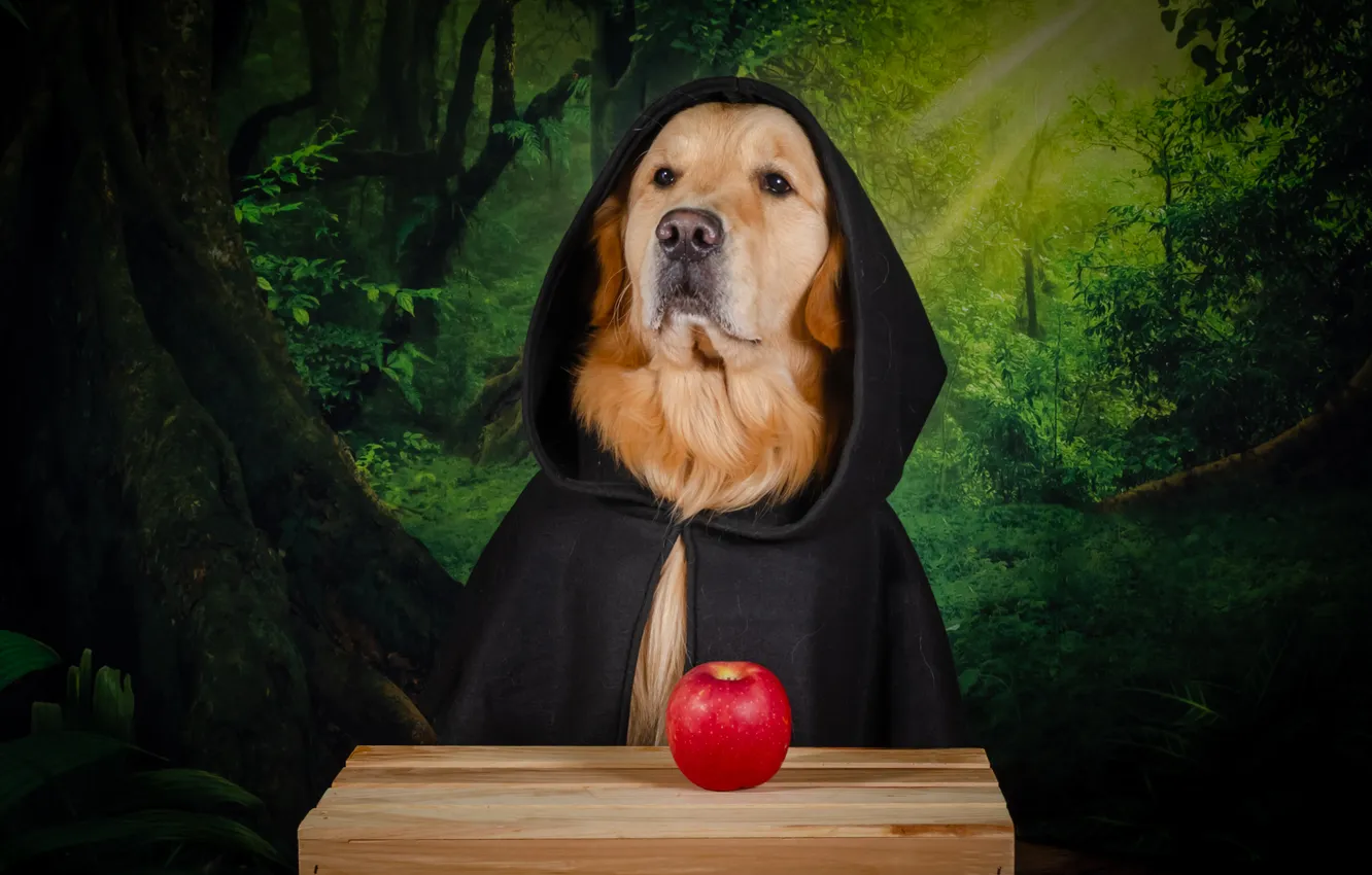 Photo wallpaper golden, dog, Golden Retriever