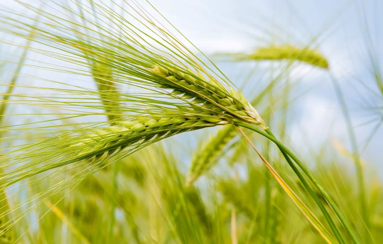 Photo wallpaper wheat, field, Ear