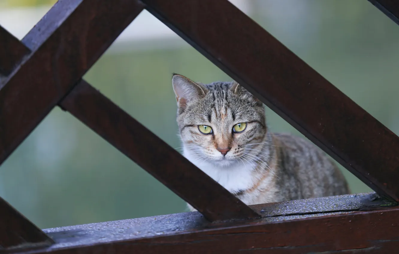 Photo wallpaper cat, cat, look, pose, face