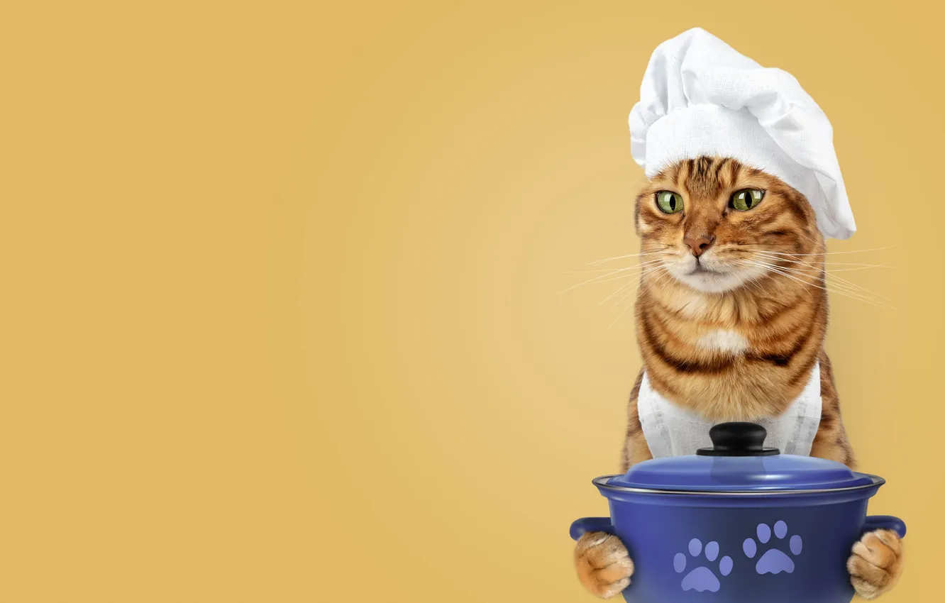 Photo wallpaper cat, cat, look, pose, face